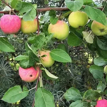 Яблоня Мантет