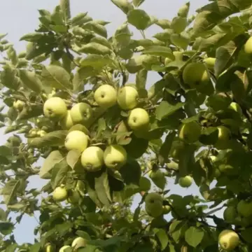 Яблоня Папировка