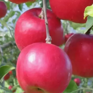Яблоня Афродита