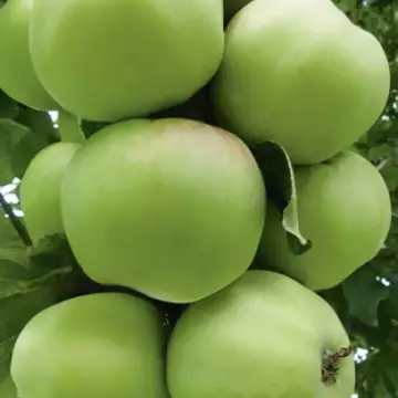 Яблоня Антоновка