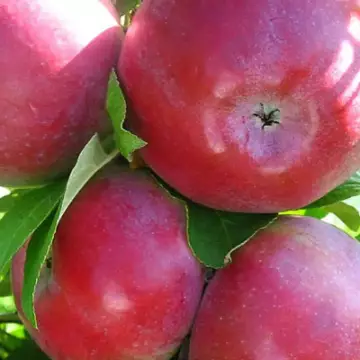 Яблоня Лобо