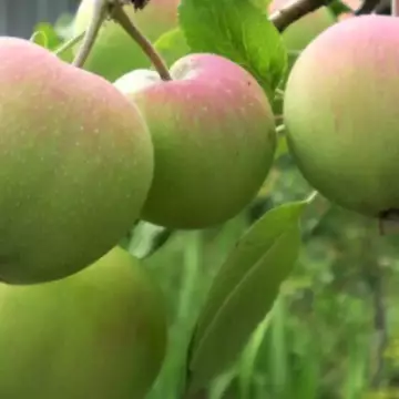 Яблоня Мартовское