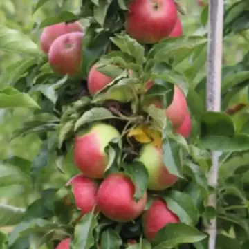 Яблоня колоновидная Арбат
