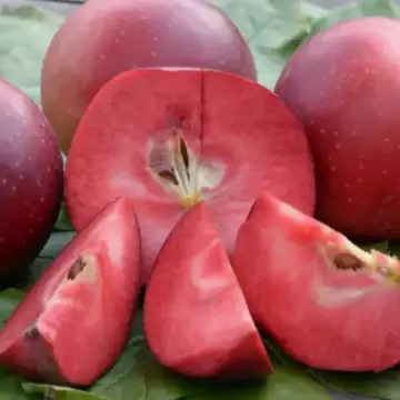Яблоня красномякотная Байя Мариса