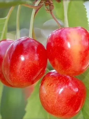 Черешня Брянская розовая