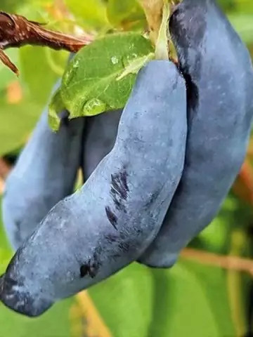 Жимолость Канадские сорта Blue Banana