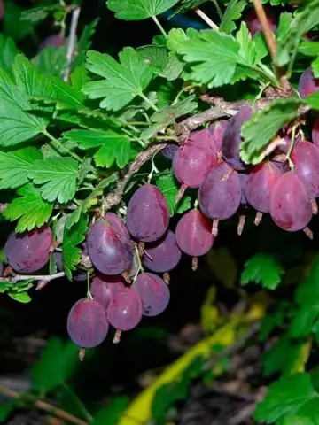 Крыжовник Грушенька