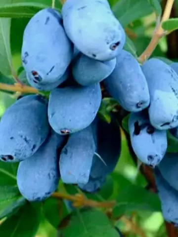 Жимолость Канадские сорта Boreal Beauty