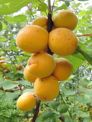 Абрикос Десертный