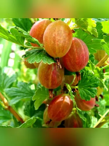 Крыжовник Юбиляр