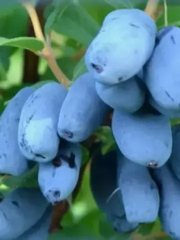 Жимолость Канадские сорта Honeoye Bee