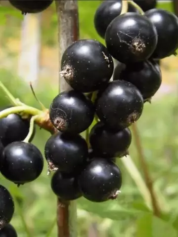 Смородина Черная Велой