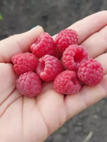Малина летняя Джорджия